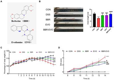 Intestinal and hepatic benefits of BBR-EVO on DSS-induced experimental colitis in mice